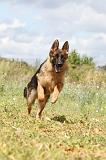 BERGER ALLEMAND 327